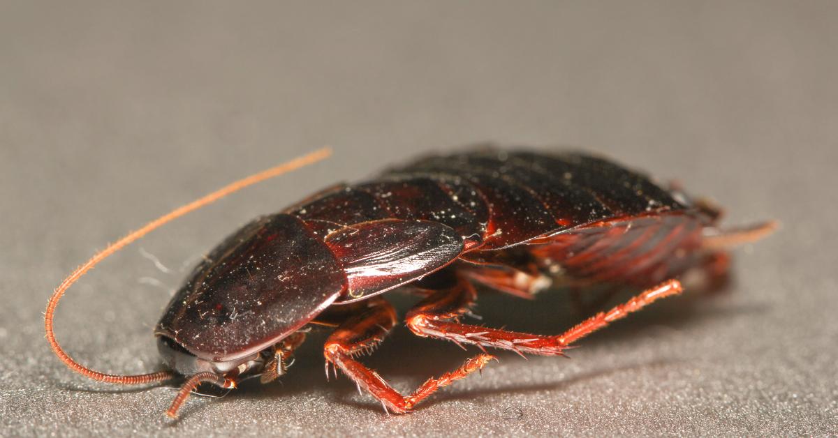 Captivating presence of the Oriental Cockroach, a species called Blatta orientalis.