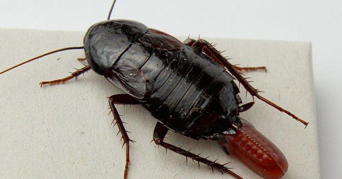 Image showcasing the Oriental Cockroach, known in Indonesia as Kecoak Oriental.