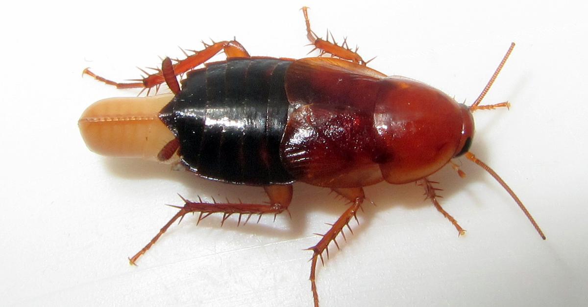 Captured elegance of the Oriental Cockroach, known in Indonesia as Kecoak Oriental.