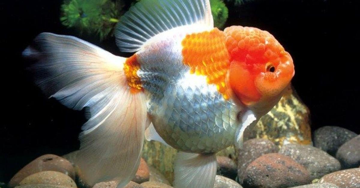 The remarkable Oranda Goldfish (Carassius auratus auratus), a sight to behold.