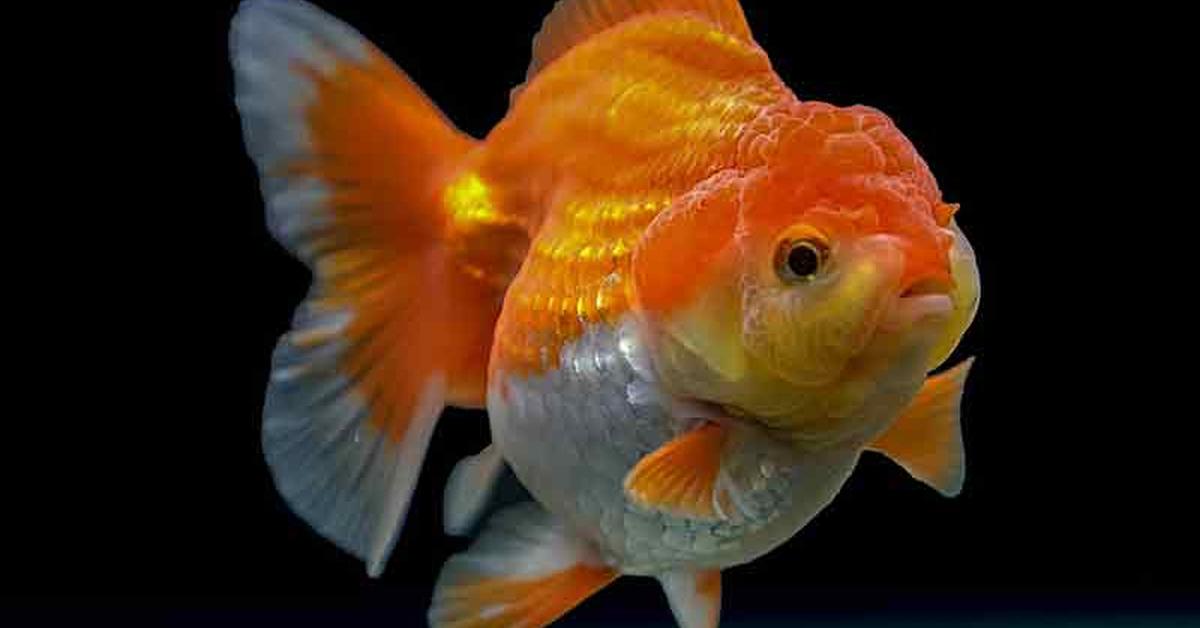 Dynamic image of the Oranda Goldfish, popularly known in Indonesia as Ikan Mas Koki Oranda.