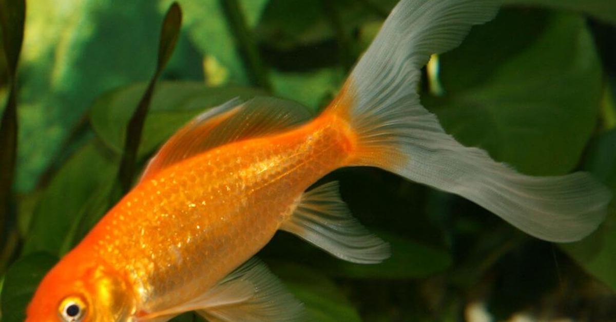 Vibrant snapshot of the Oranda Goldfish, commonly referred to as Ikan Mas Koki Oranda in Indonesia.