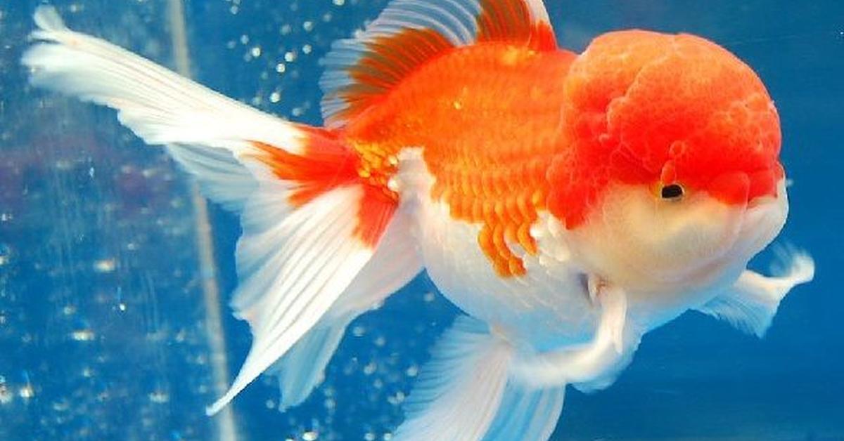 Captivating view of the Oranda Goldfish, known in Bahasa Indonesia as Ikan Mas Koki Oranda.