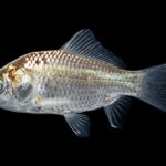 Natural elegance of the Oranda Goldfish, scientifically termed Carassius auratus auratus.