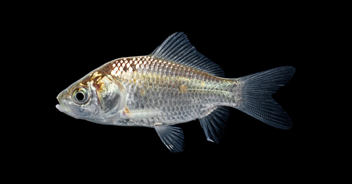 Natural elegance of the Oranda Goldfish, scientifically termed Carassius auratus auratus.