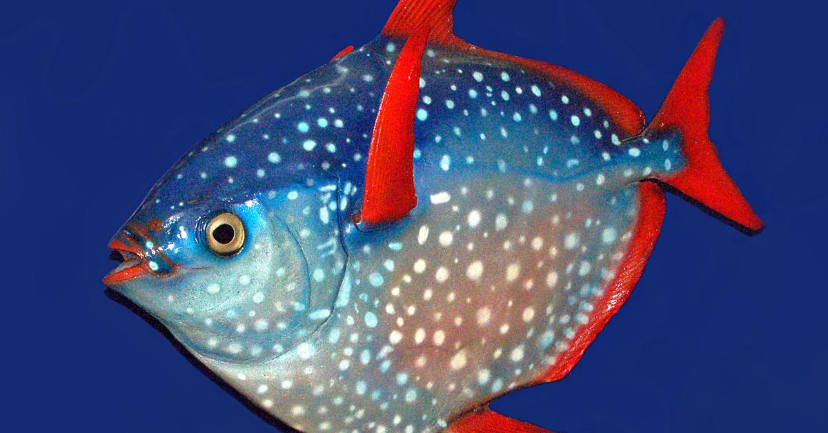 Insightful look at the Opah, known to Indonesians as Ikan Opah.