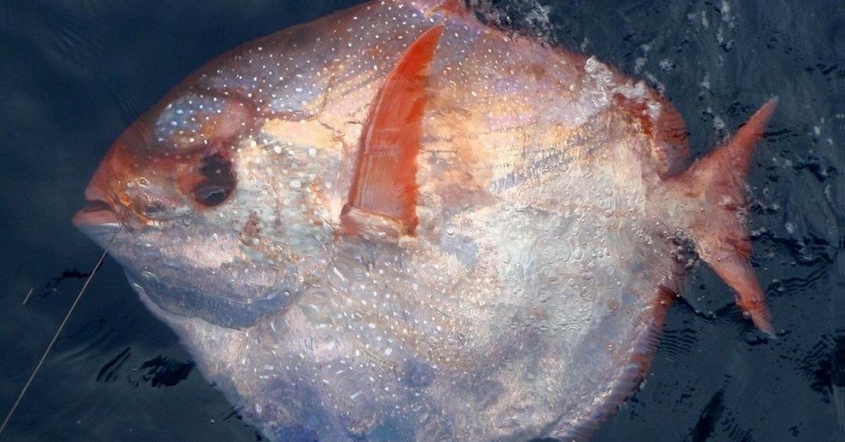 Distinctive Opah, in Indonesia known as Ikan Opah, captured in this image.