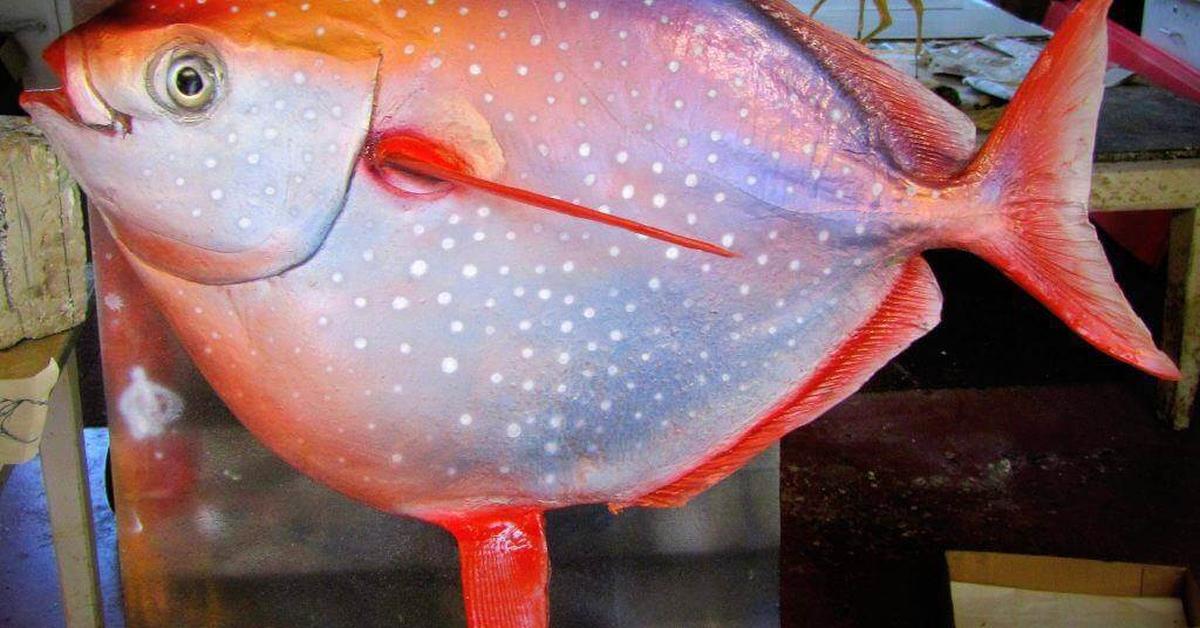 Stunning depiction of Opah, also referred to as Lampris guttatus.