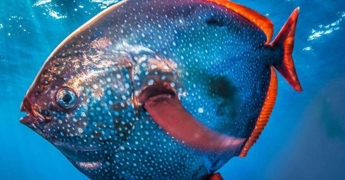 Iconic view of the Opah, or Lampris guttatus, in its habitat.