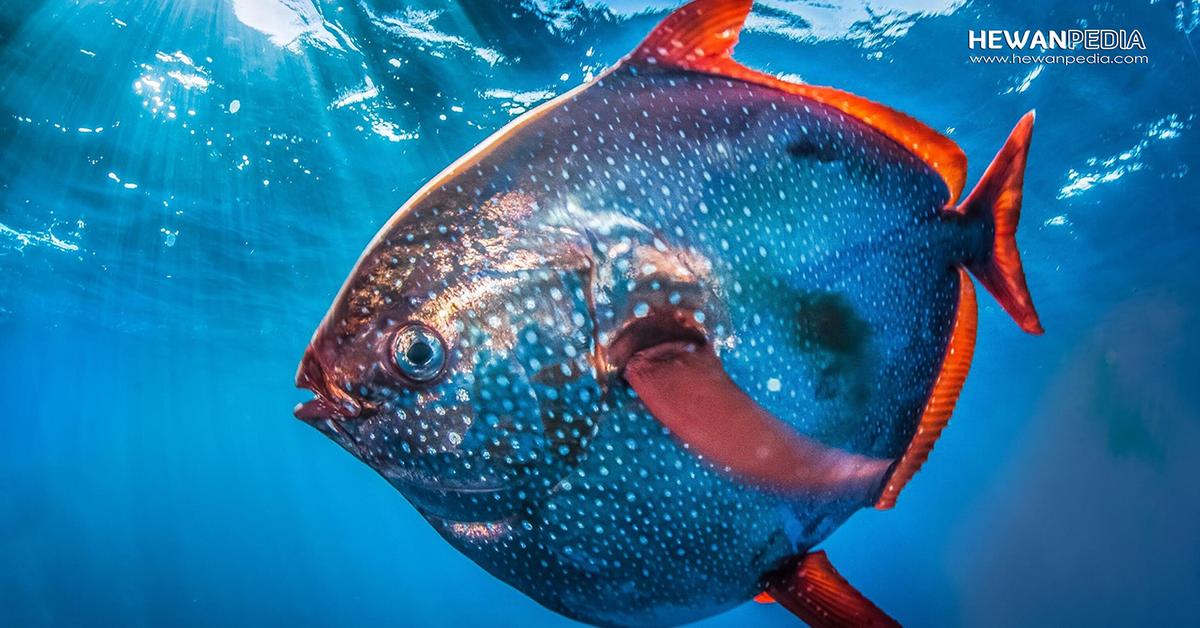 Photograph of the unique Opah, known scientifically as Lampris guttatus.