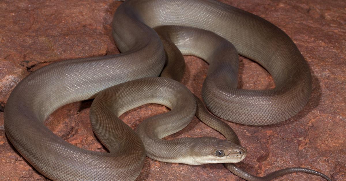 Stunning image of the Olive Python (Liasis olivaceus), a wonder in the animal kingdom.