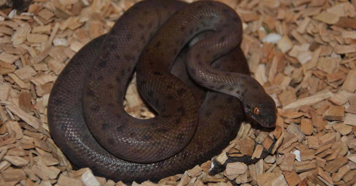 Charming view of the Olive Python, in Indonesia referred to as Ular Piton Zaitun.