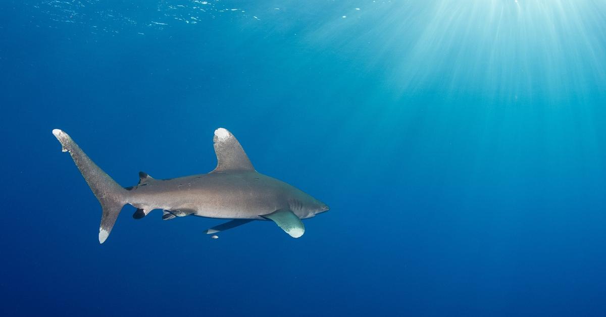 Visual of Oceanic Whitetip Shark, or Hiu Puntung Putih Samudera in Indonesian, showcasing its beauty.