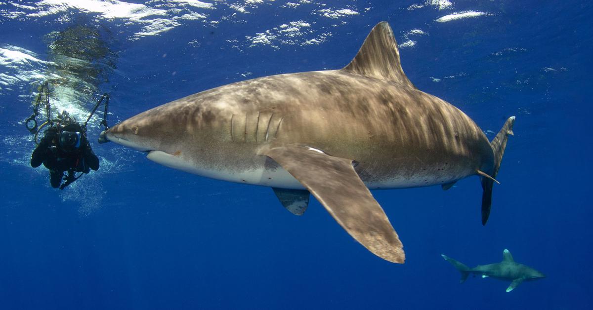 Charming view of the Oceanic Whitetip Shark, in Indonesia referred to as Hiu Puntung Putih Samudera.