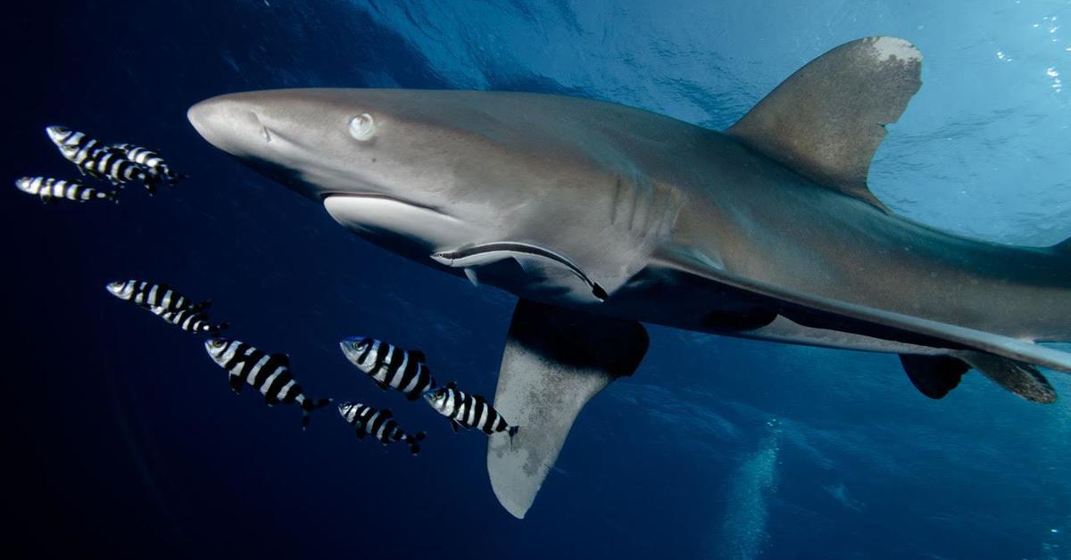 Vibrant snapshot of the Oceanic Whitetip Shark, commonly referred to as Hiu Puntung Putih Samudera in Indonesia.