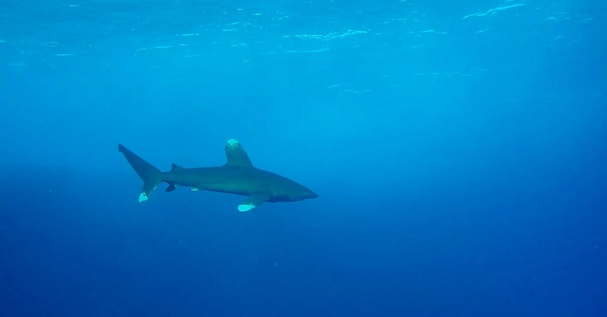 Unique portrayal of the Oceanic Whitetip Shark, also called Hiu Puntung Putih Samudera in Bahasa Indonesia.