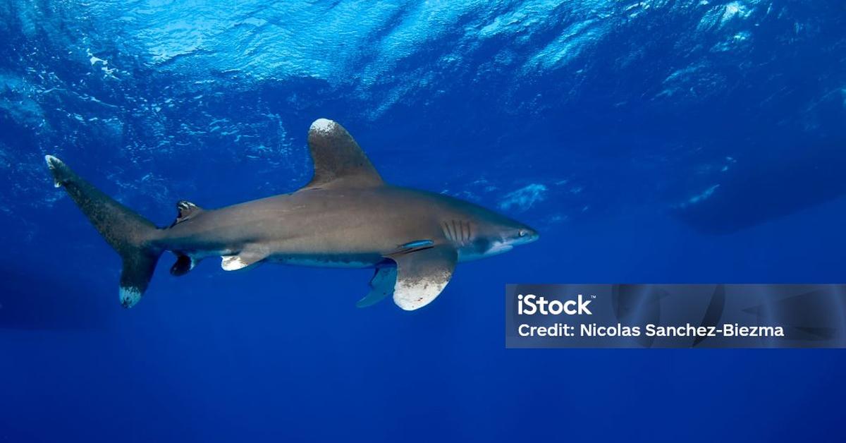 Dynamic image of the Oceanic Whitetip Shark, popularly known in Indonesia as Hiu Puntung Putih Samudera.