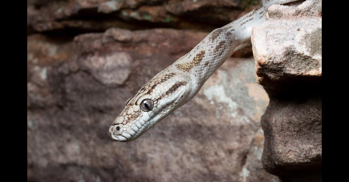 Image showcasing the Oenpelli Python, known in Indonesia as Piton Oenpelli.