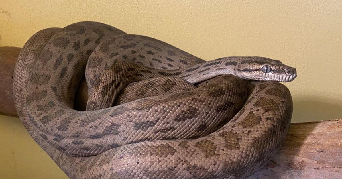 Vivid image of the Oenpelli Python, or Piton Oenpelli in Indonesian context.