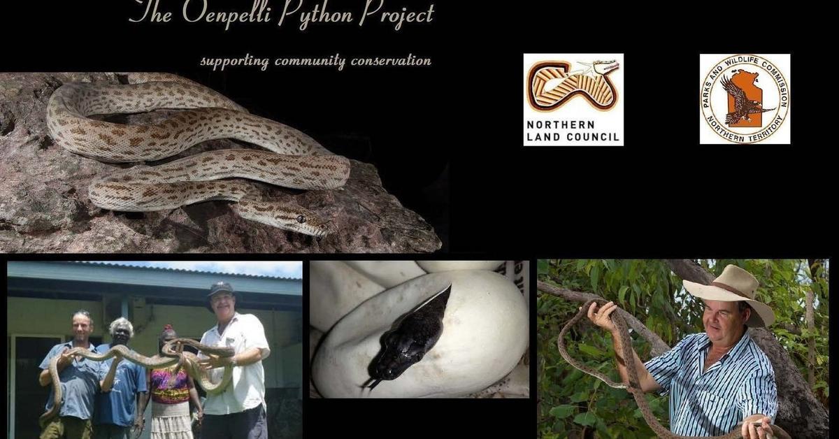 Image of the Oenpelli Python (Nyctophilopython oenpelliensis), popular in Indonesia as Piton Oenpelli.