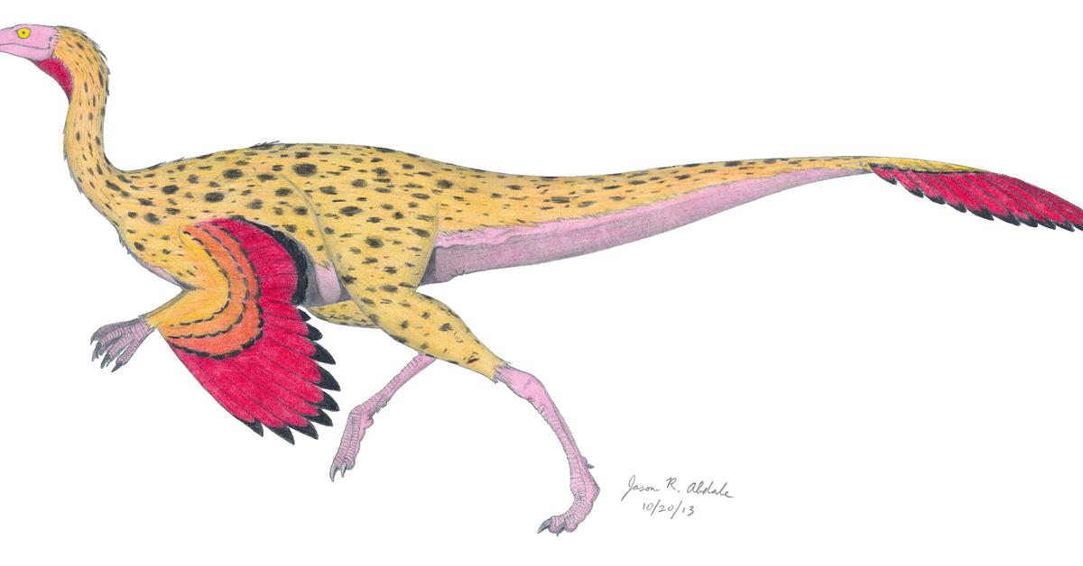 Photographic depiction of the unique Ornithomimus, locally called Ornithomimus.