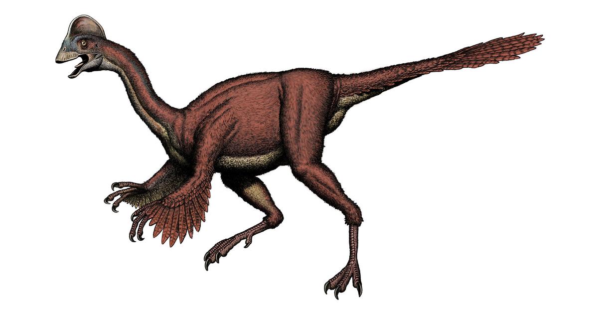 Charming view of the Oviraptor, in Indonesia referred to as Oviraptor.