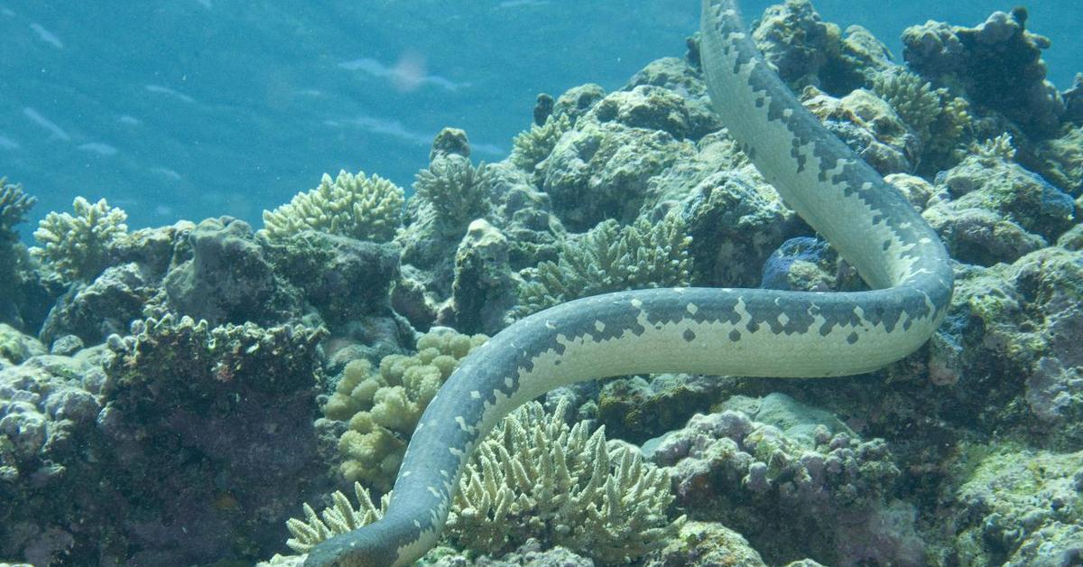 Charming view of the Olive Sea Snake, in Indonesia referred to as Ular Laut Zaitun.