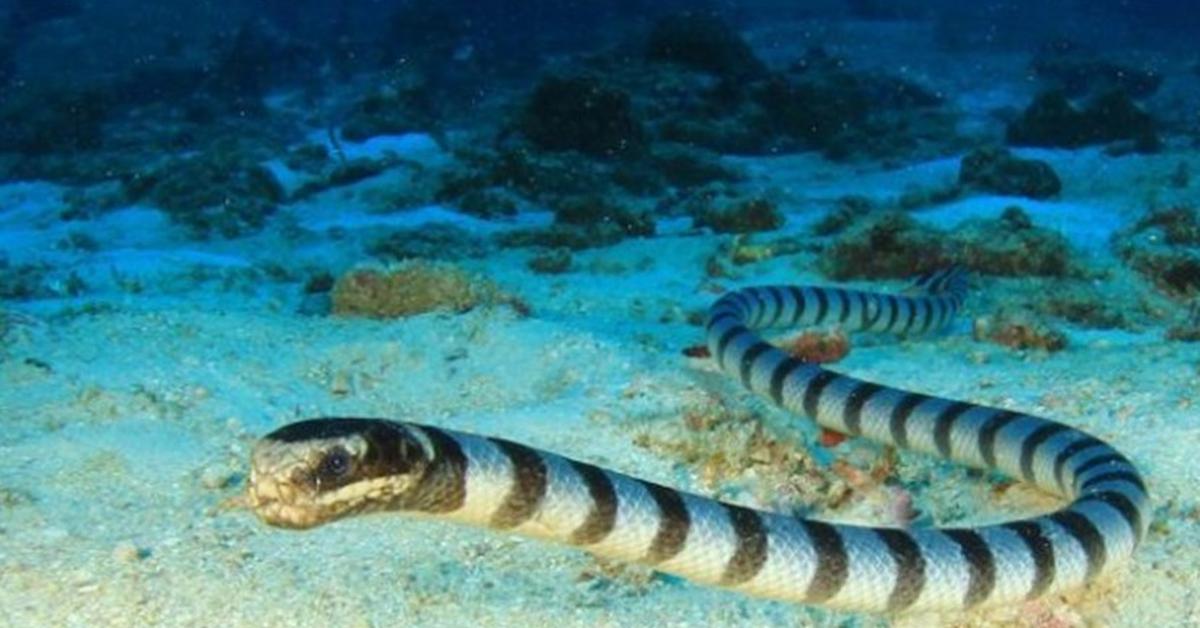 Image of the Olive Sea Snake (Aipysurus laevis), popular in Indonesia as Ular Laut Zaitun.