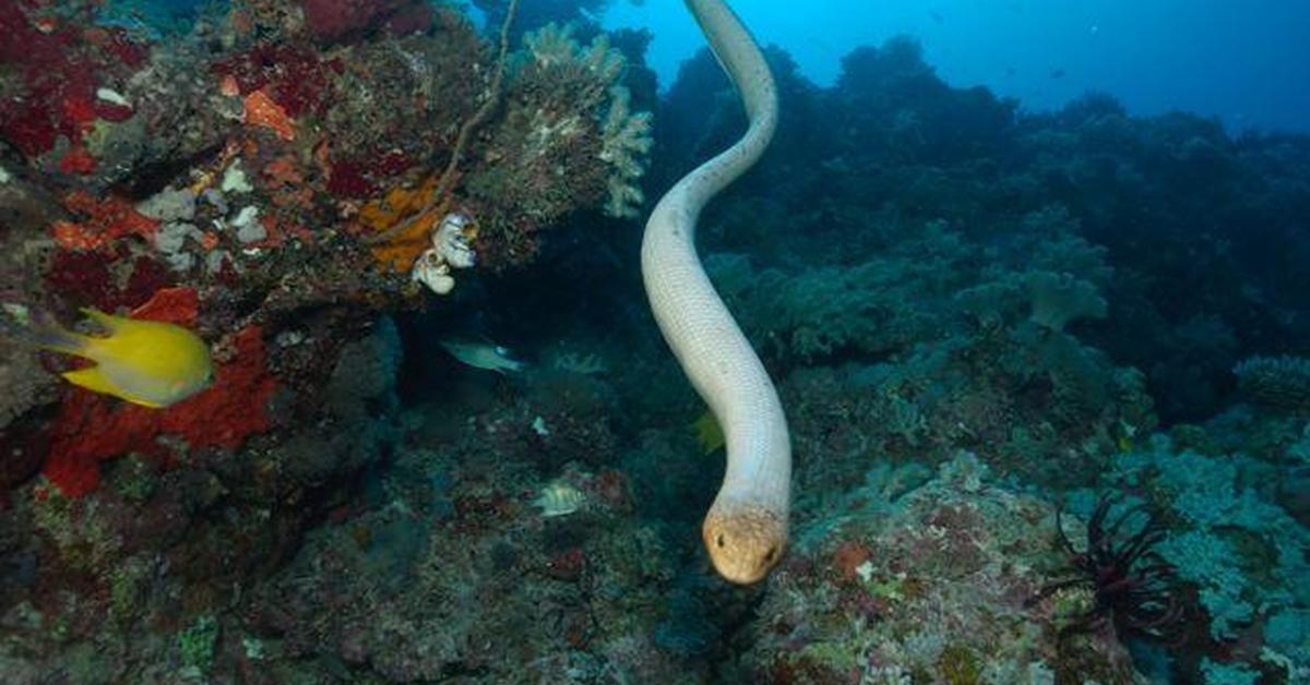 Elegant Olive Sea Snake in its natural habitat, called Ular Laut Zaitun in Indonesia.