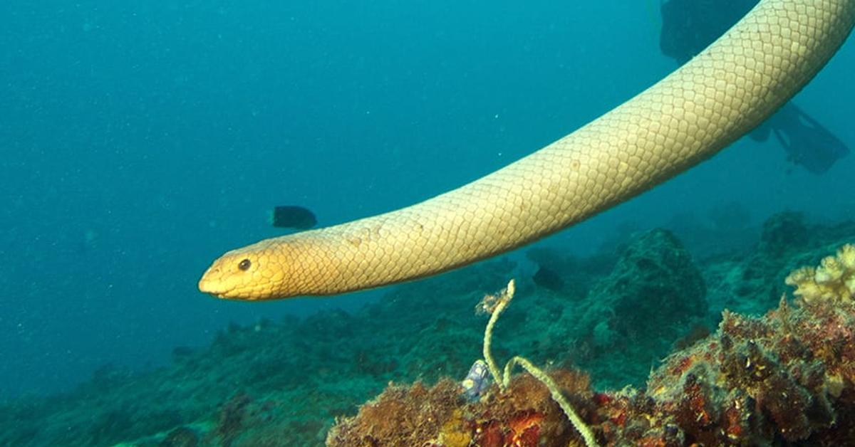 The Olive Sea Snake in its natural beauty, locally called Ular Laut Zaitun.