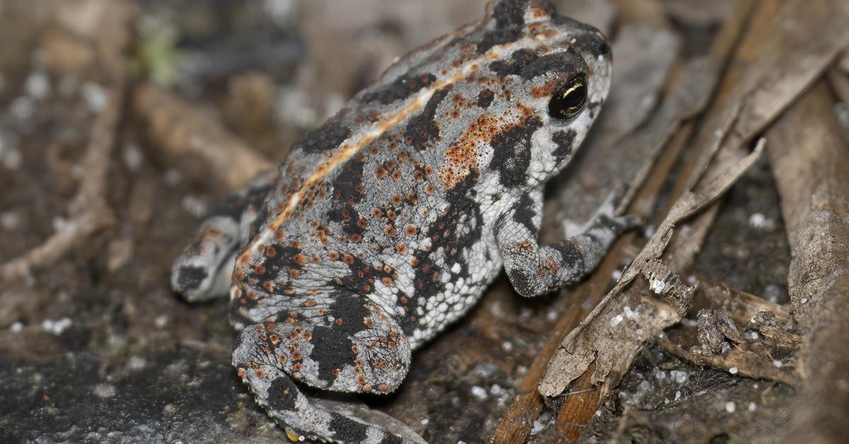 Visual of Oak Toad, or Katak Oak in Indonesian, showcasing its beauty.