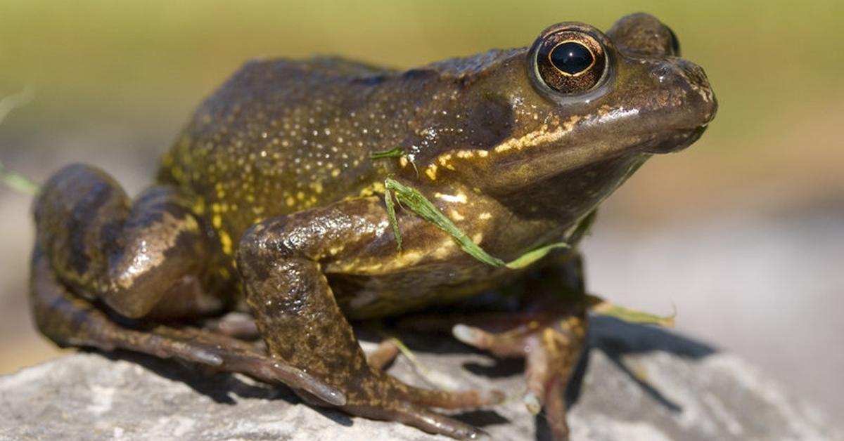 Picture of Oak Toad, known in Indonesia as Katak Oak.