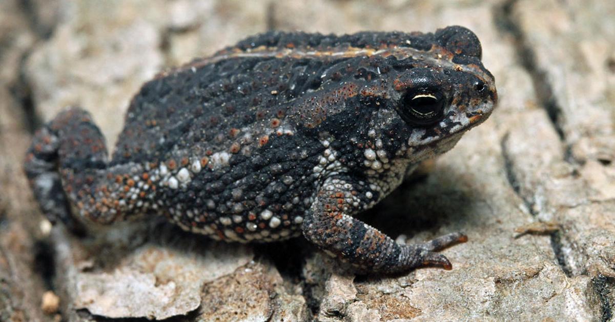 The Oak Toad, a species known as Anaxyrus quercicus, in its natural splendor.