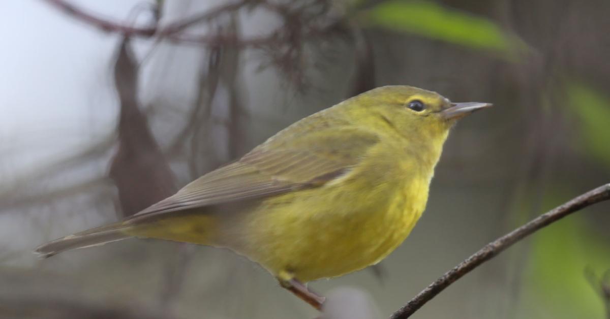 Charming view of the Orange-Crowned Warbler, in Indonesia referred to as Burung Kecici Jambul Orange.