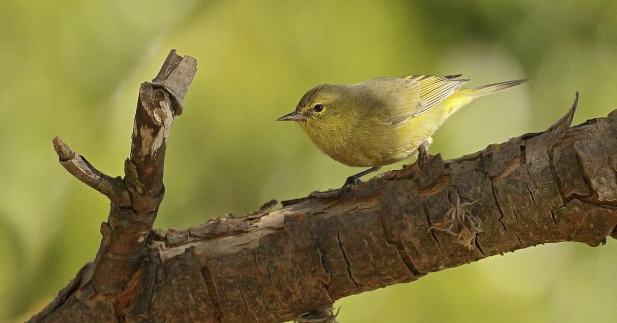 Dynamic image of the Orange-Crowned Warbler, popularly known in Indonesia as Burung Kecici Jambul Orange.