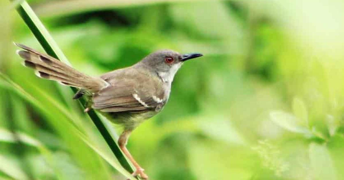 The elegant Orange-Crowned Warbler (Leiothlypis celata), a marvel of nature.