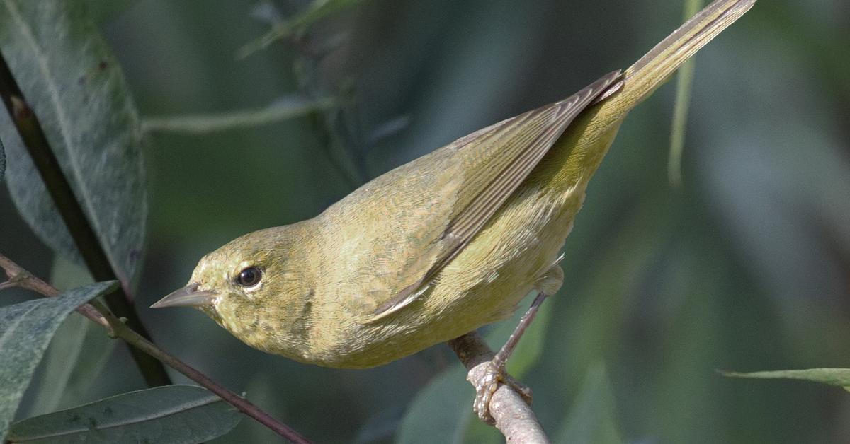 The alluring Orange-Crowned Warbler, commonly referred to as Burung Kecici Jambul Orange in Bahasa Indonesia.