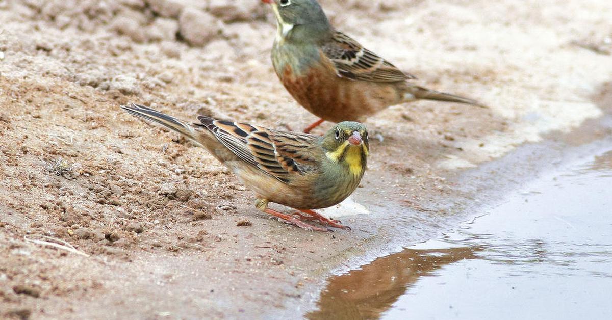 Captured elegance of the Ortolan Bunting, known in Indonesia as Burung Ortolan.