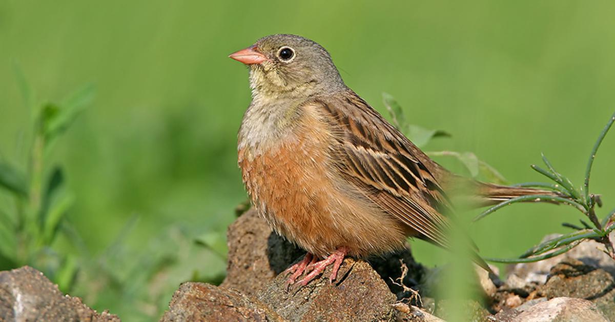 The Ortolan Bunting in its natural beauty, locally called Burung Ortolan.