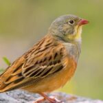 Striking appearance of the Ortolan Bunting, known in scientific circles as Emberiza hortulana.