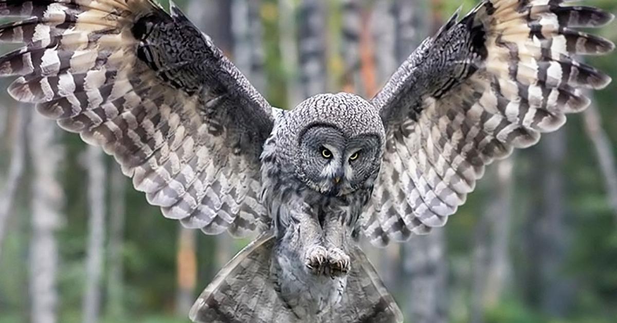 Stunning image of the Owl (Strigiformes), a wonder in the animal kingdom.
