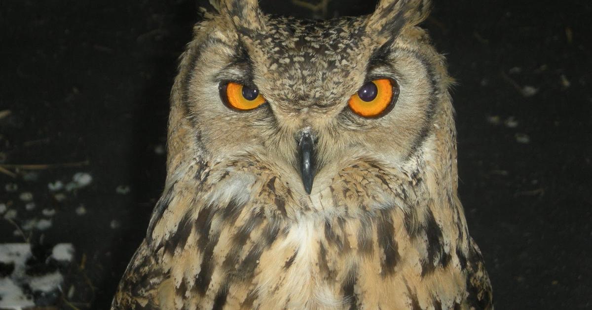 Detailed shot of the Owl, or Strigiformes, in its natural setting.