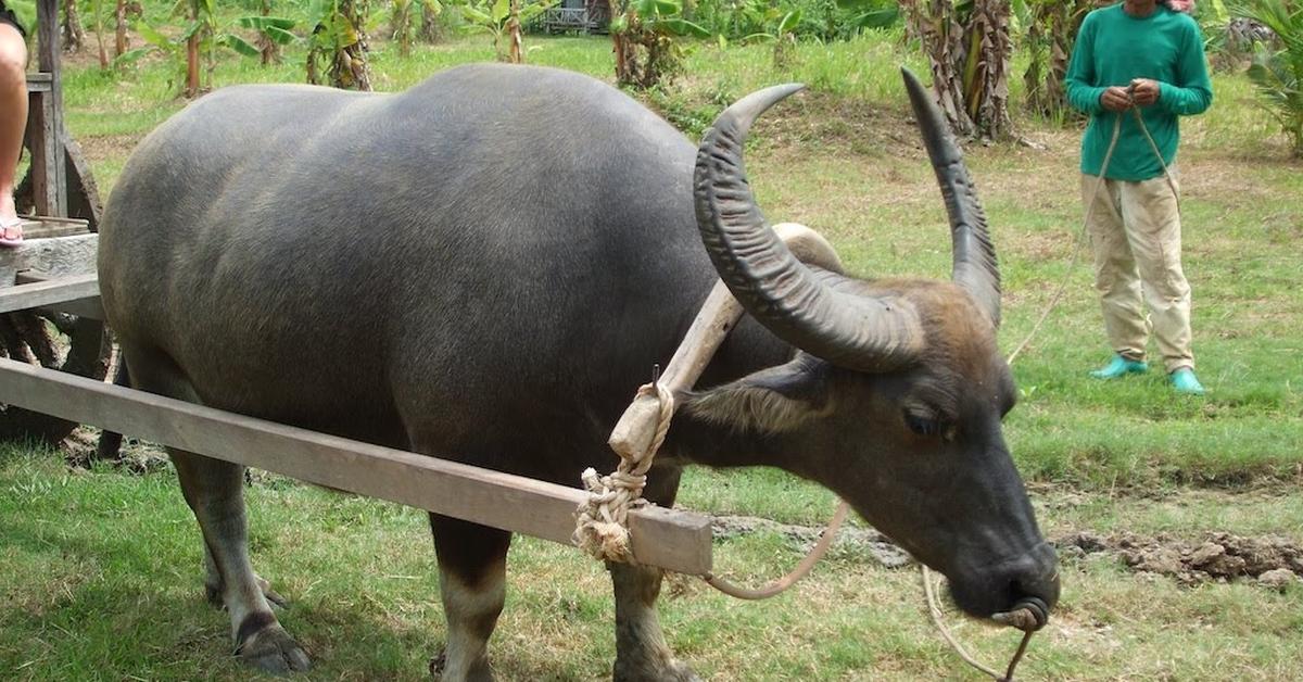 Elegant Ox in its natural habitat, called Sapi in Indonesia.