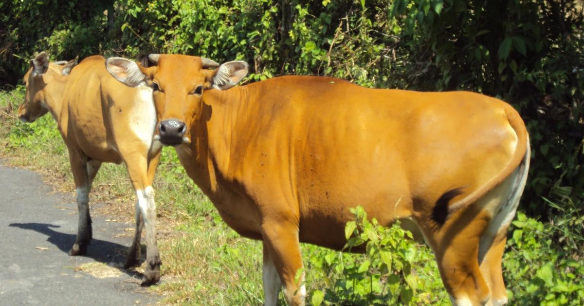 Stunning image of the Ox (Bos taurus), a wonder in the animal kingdom.