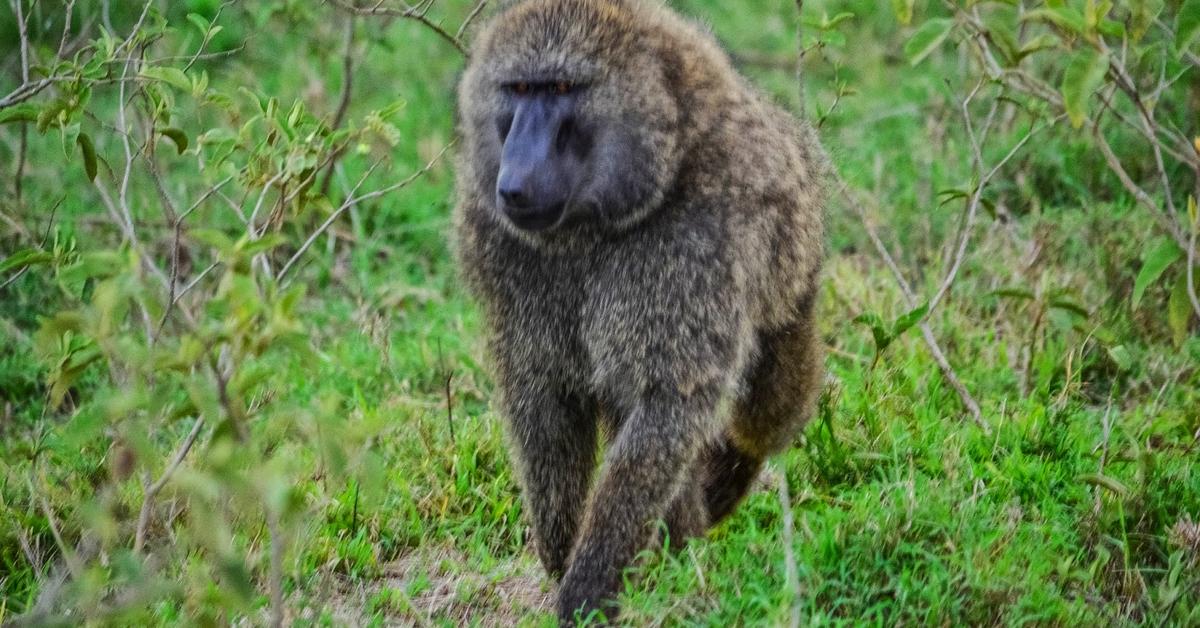 Splendid image of the Olive Baboon, with the scientific name Papio anubis.