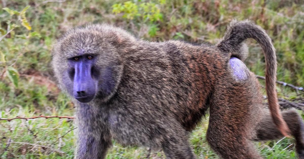 Engaging shot of the Olive Baboon, recognized in Indonesia as Babun Zaitun.