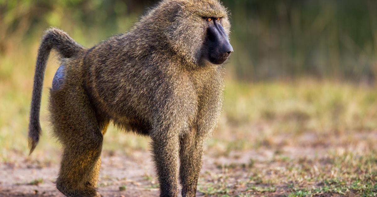 Captivating presence of the Olive Baboon, a species called Papio anubis.