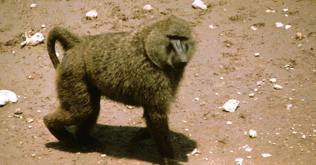 Photographic depiction of the unique Olive Baboon, locally called Babun Zaitun.