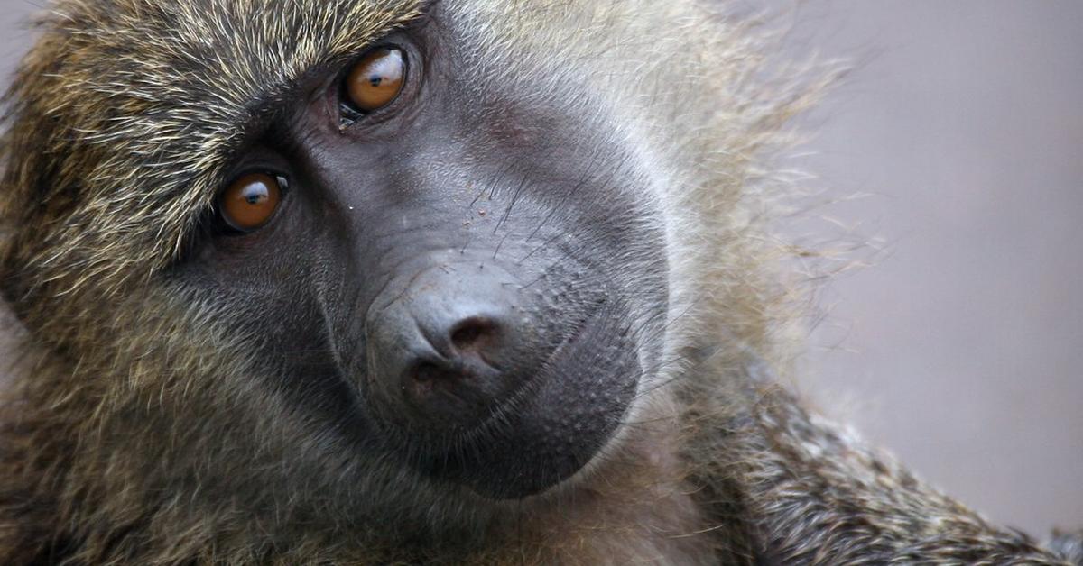 Snapshot of the intriguing Olive Baboon, scientifically named Papio anubis.