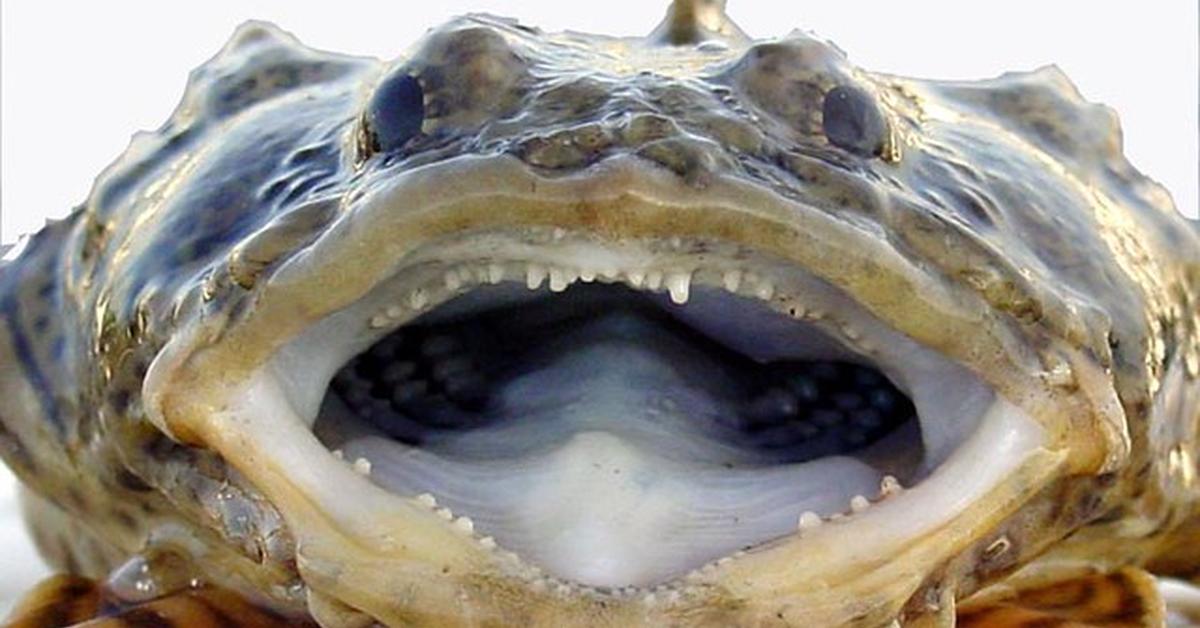 Snapshot of the intriguing Oyster Toadfish, scientifically named Opsanus tau.